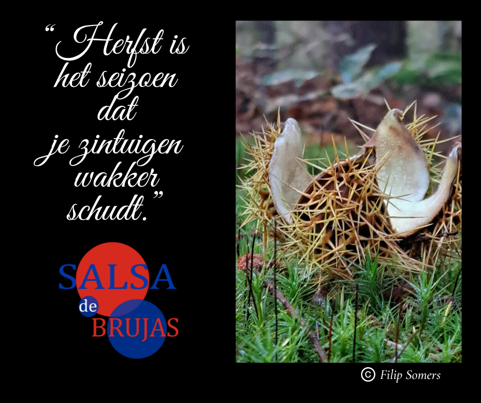 Quote herfst
salsa de brujas
Brugge
